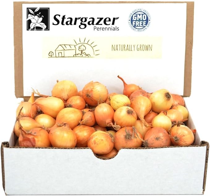 Stargazer Perennials Yellow Stuttgarter Onion Sets 8oz 12ct