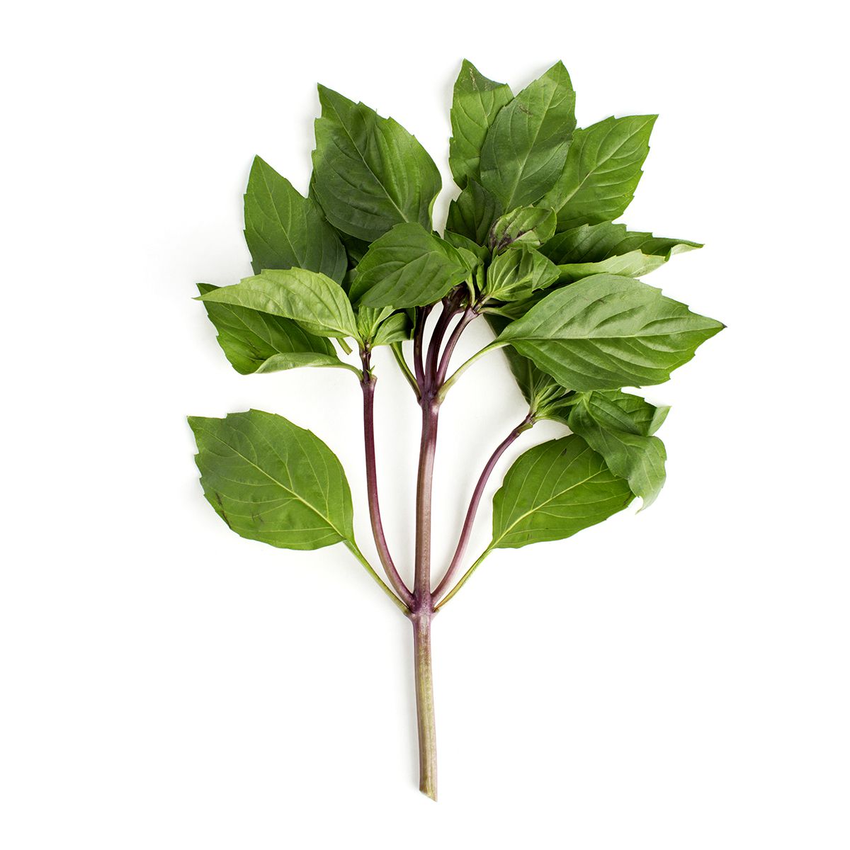 Wholesale BoxNCase Thai Basil-1 LB Bulk