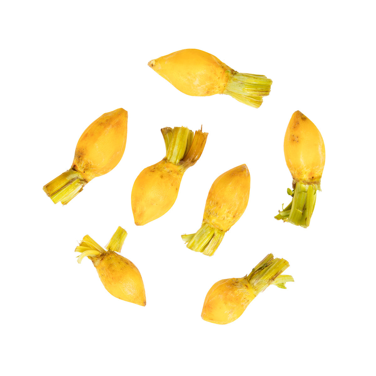 Wholesale BoxNCase Peeled Baby Gold Beets- Bulk