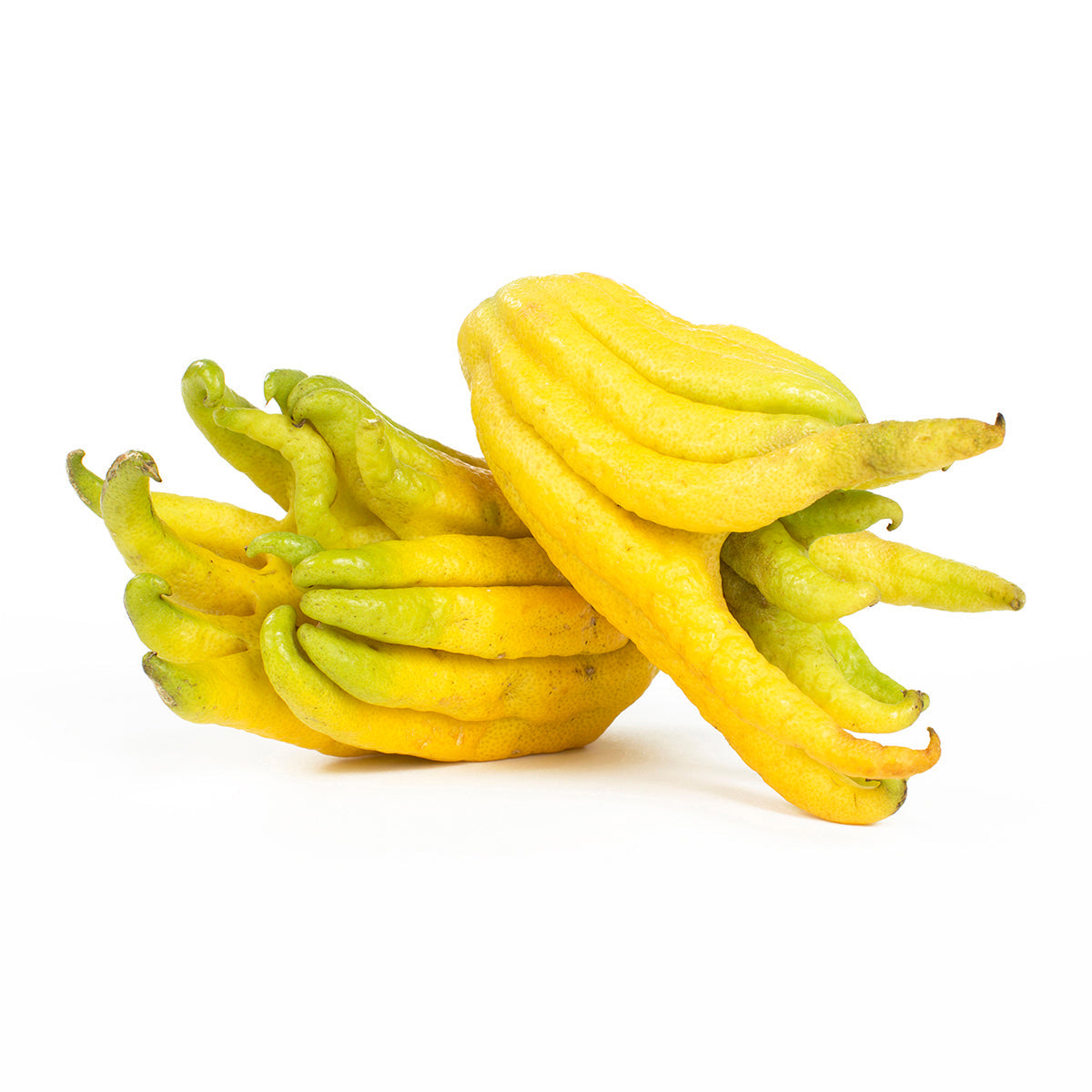 Wholesale Rising C Ranches Buddha's Hands- Bulk