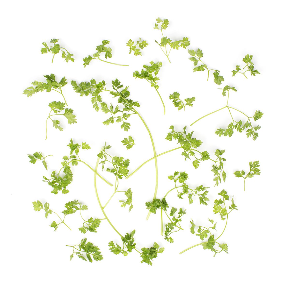 Wholesale BoxNCase Chervil-1 LB Bulk