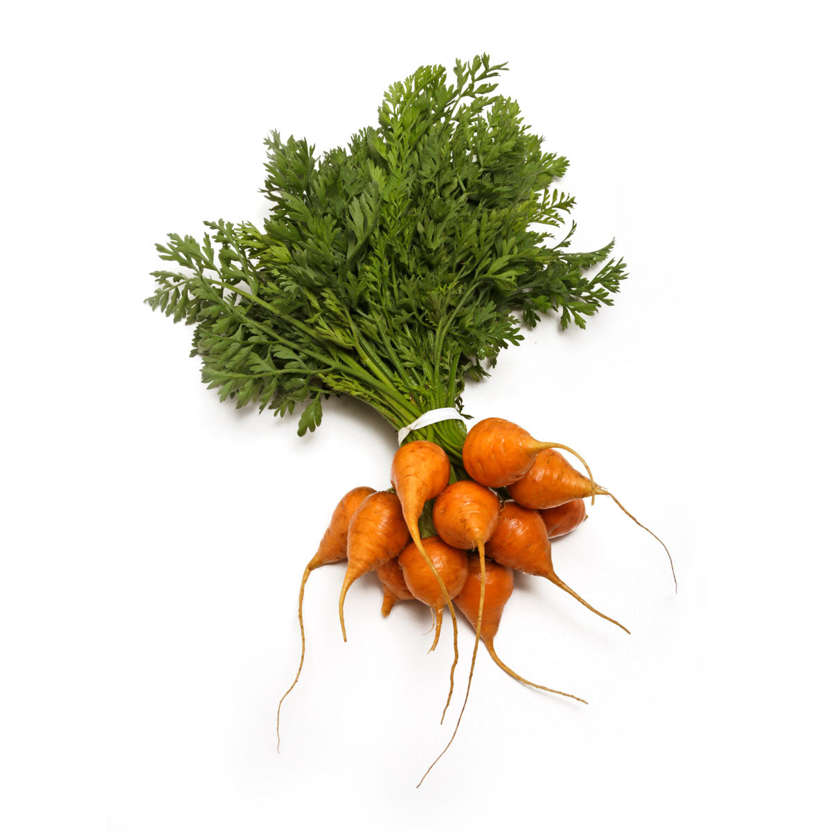 Wholesale Babe Farms Baby Thumbelina Carrots- Bulk