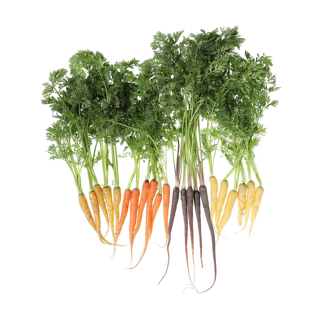 Wholesale BoxNCase Mixed Color Baby Carrots- Bulk