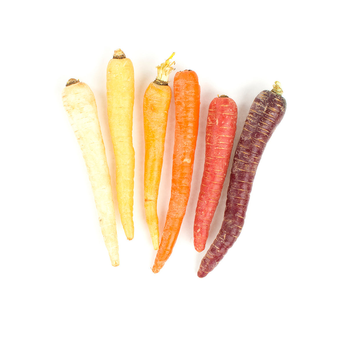 Wholesale BoxNCase Organic Rainbow Carrots- Bulk