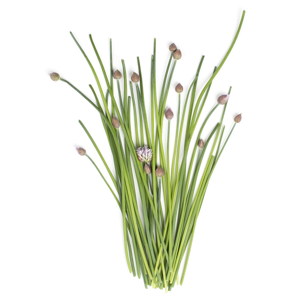 BoxNCase Chive Buds