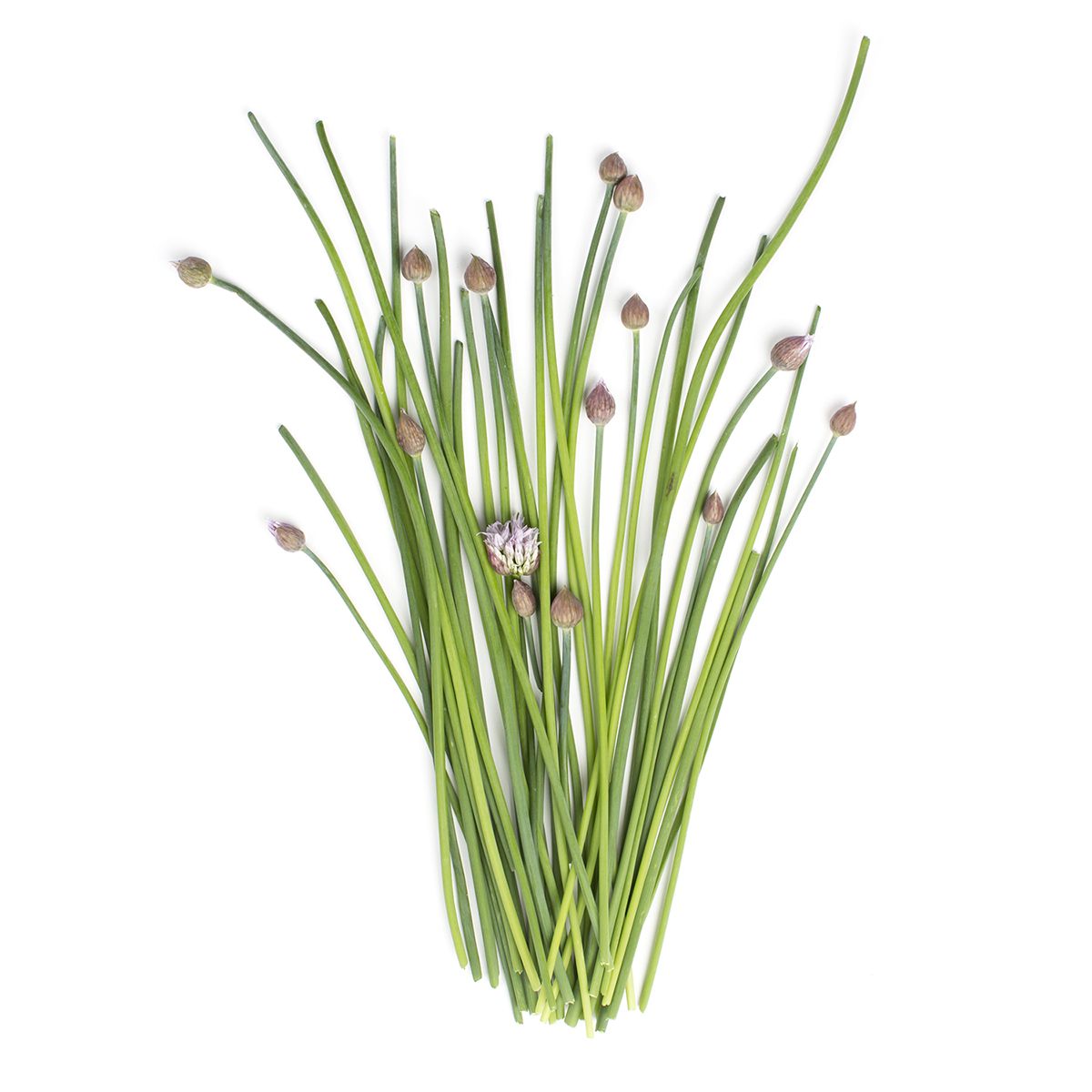 Wholesale BoxNCase Asian Chive Buds-1 LB Bulk