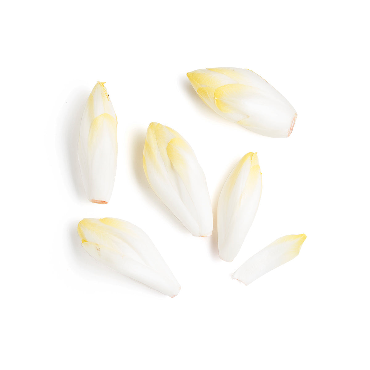 Wholesale BoxNCase Belgian Endive- Bulk