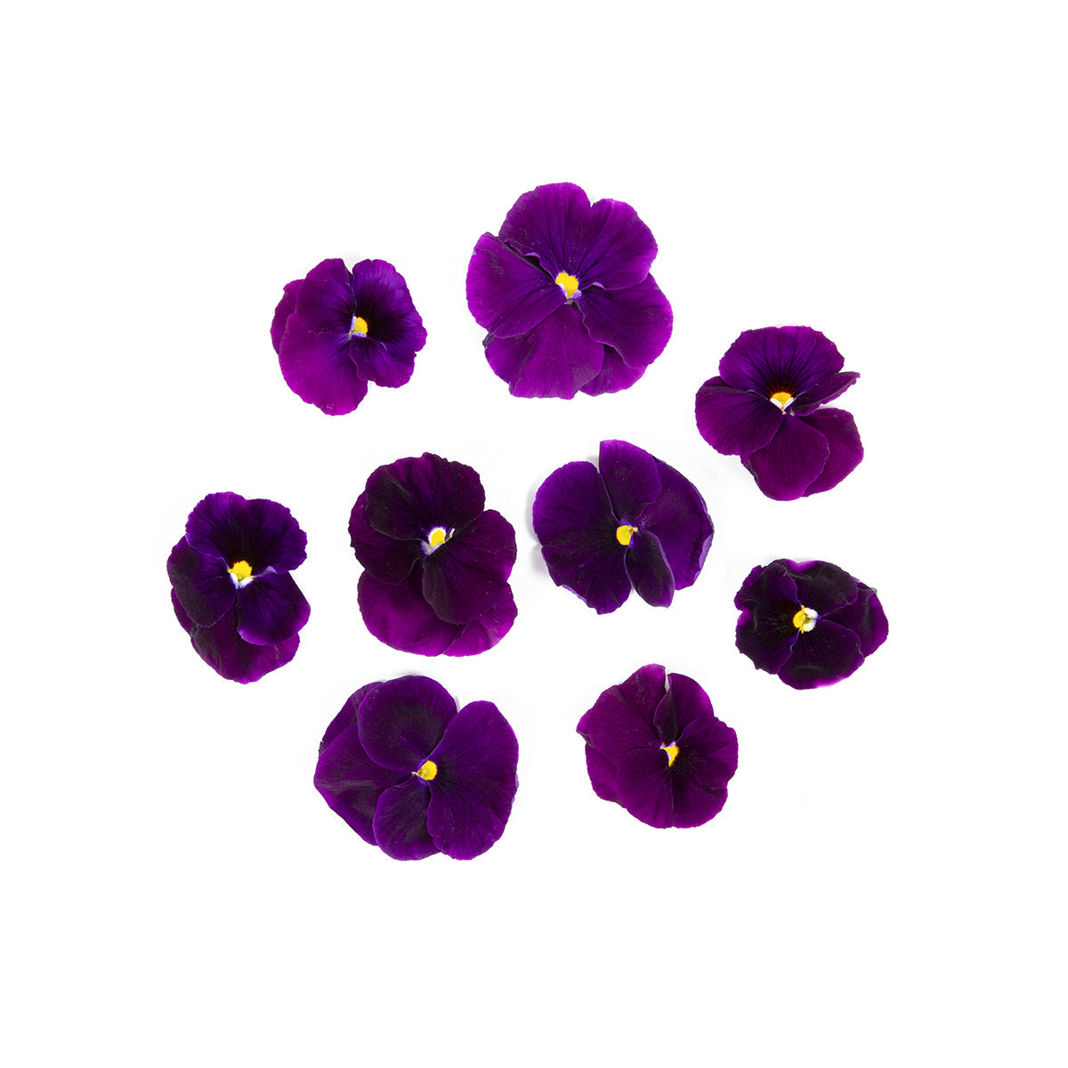 Fresh Origins Purple Pansies
