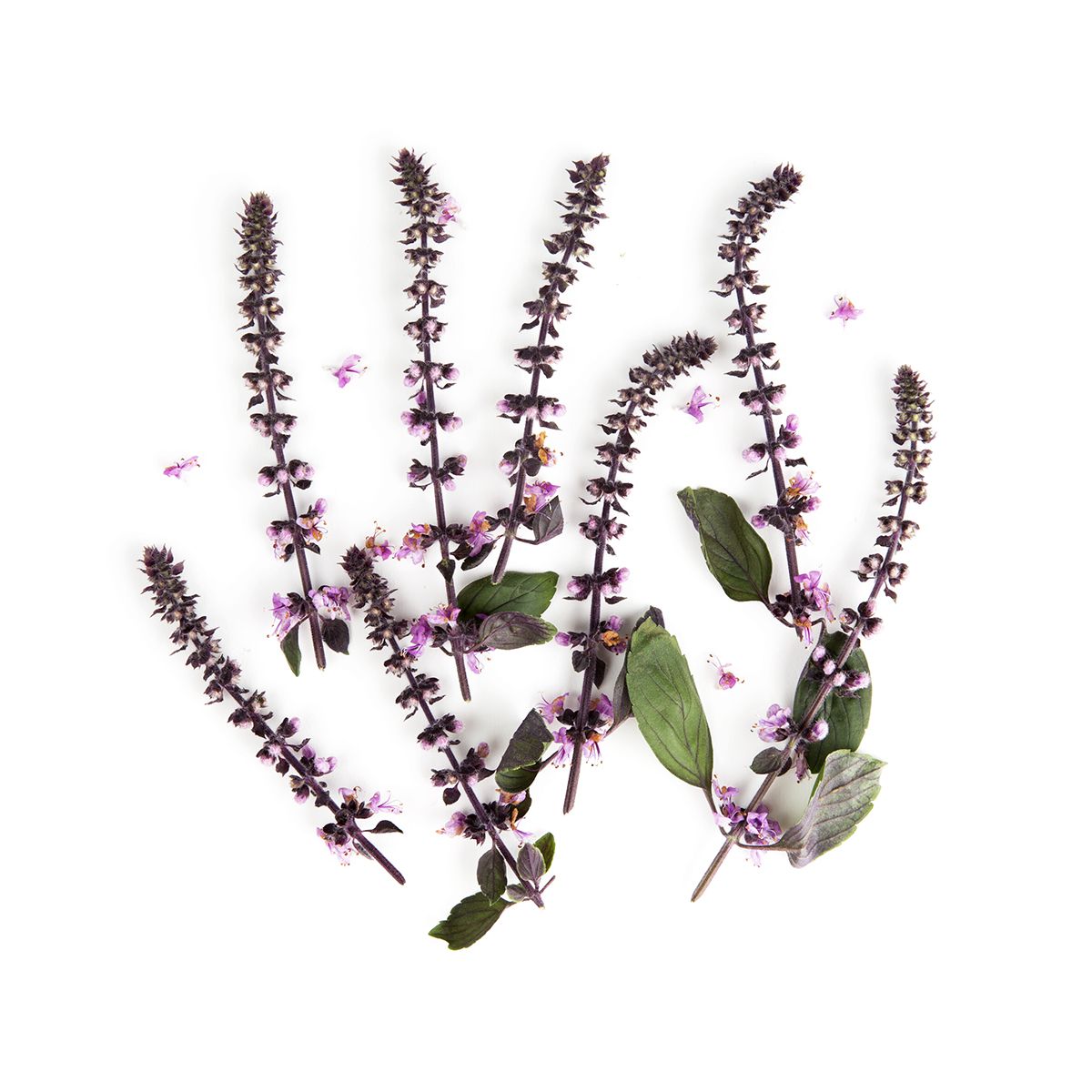 Wholesale Fresh Origins Basil Blossoms- Bulk