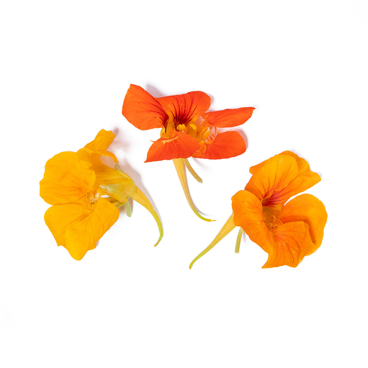 Wholesale Girl & Dug Farm Nasturtium Flowers- Bulk