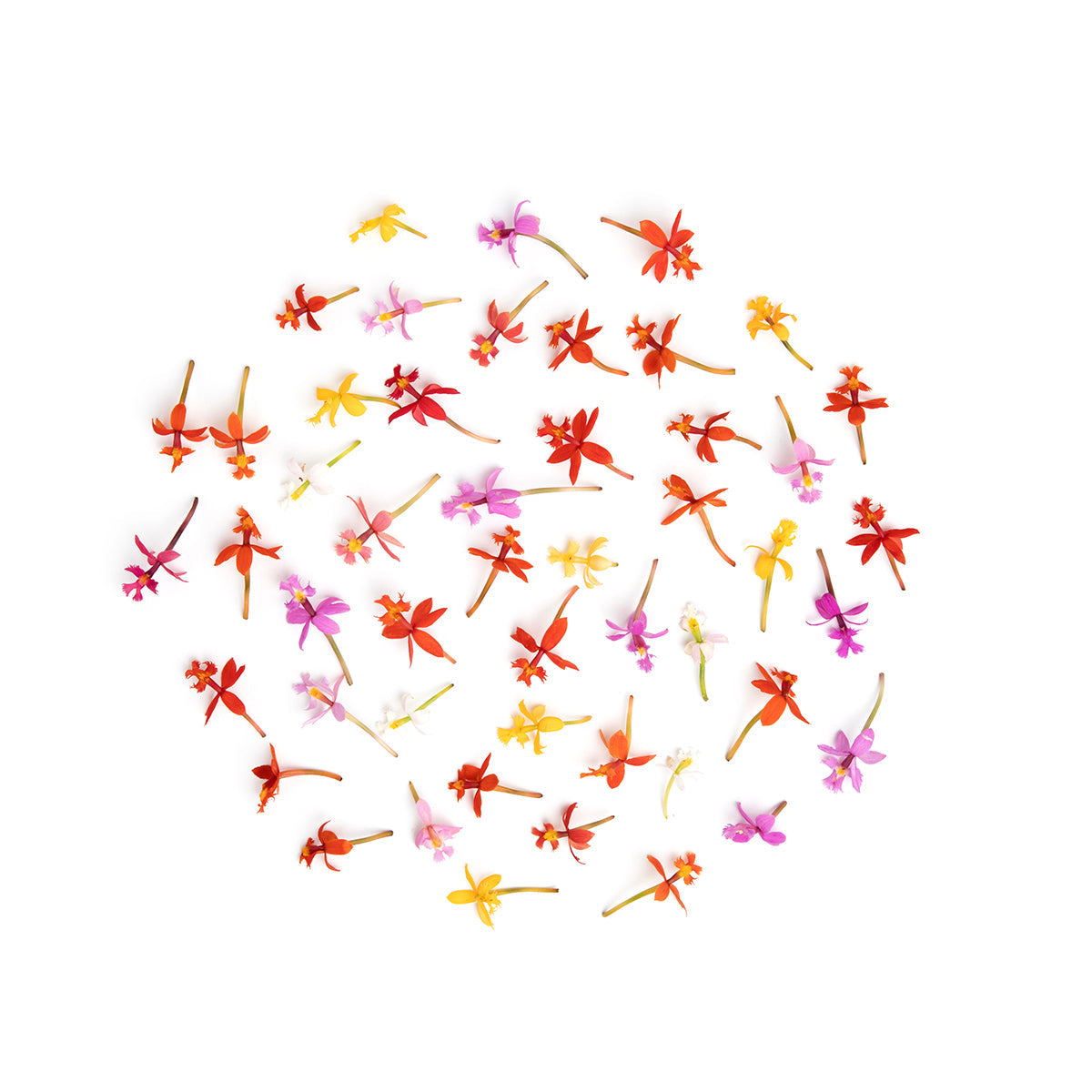 Wholesale Fresh Origins Micro Orchids- Bulk