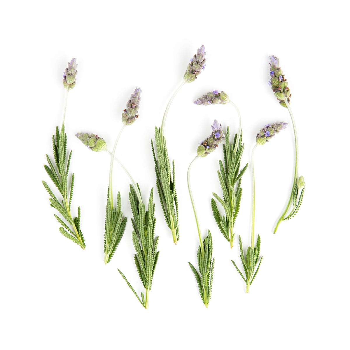 Fresh Origins Lavender Flowers