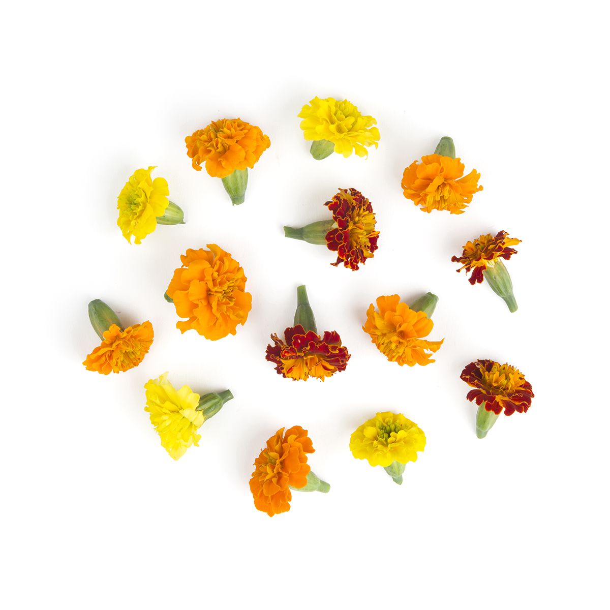 Wholesale Fresh Origins Marigold Flowers- Bulk