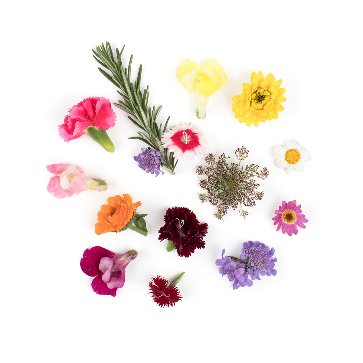 Wholesale Fresh Origins Premium Assortment Edible Flowers- Bulk