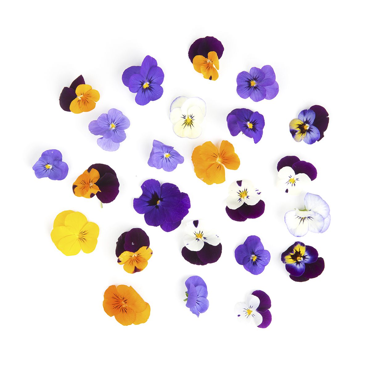 BoxNCase Viola Flowers