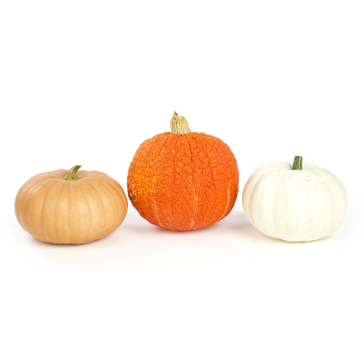 Wholesale BoxNCase Heirloom Pumpkins- Bulk