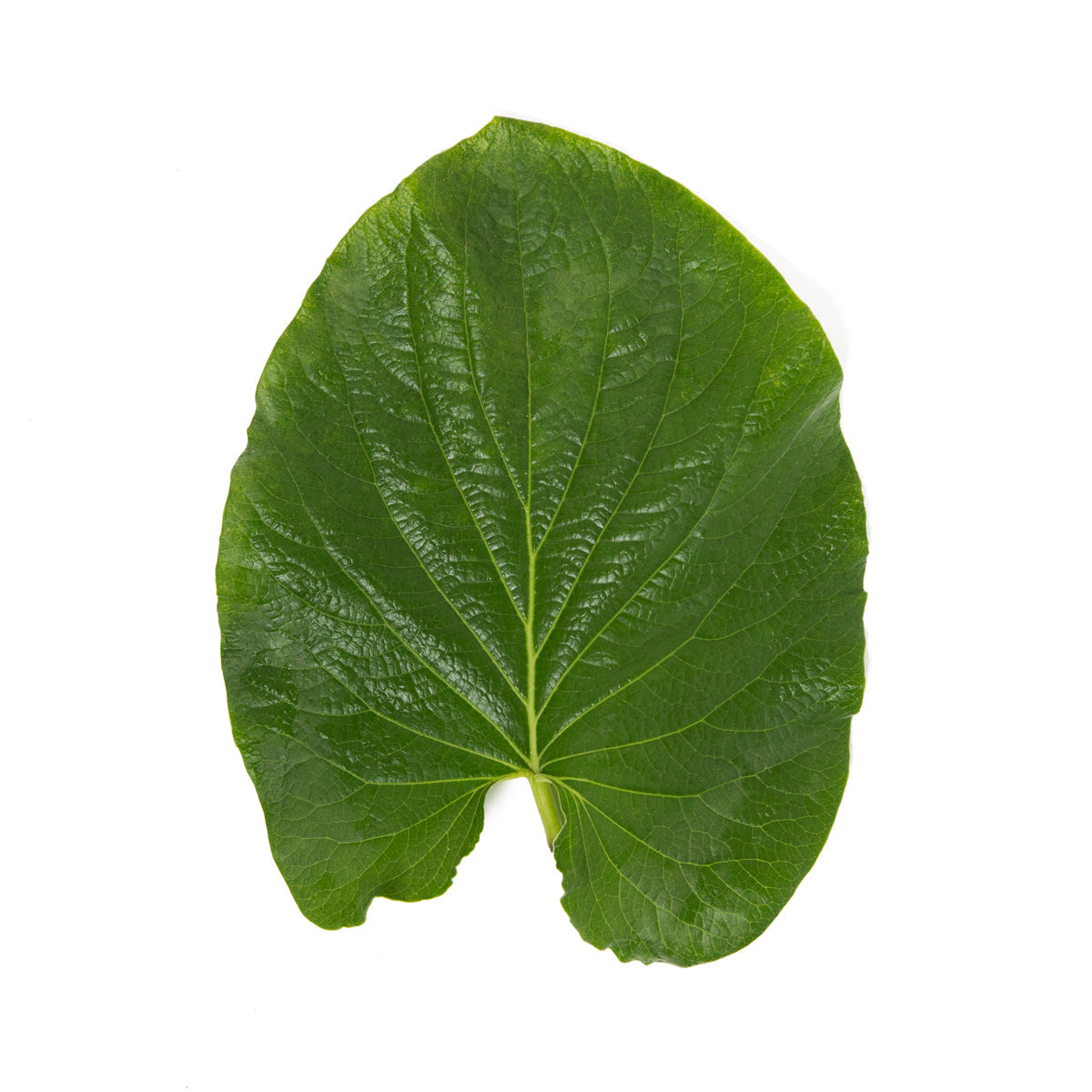 Girl & Dug Farm SSaM Hoja Santa