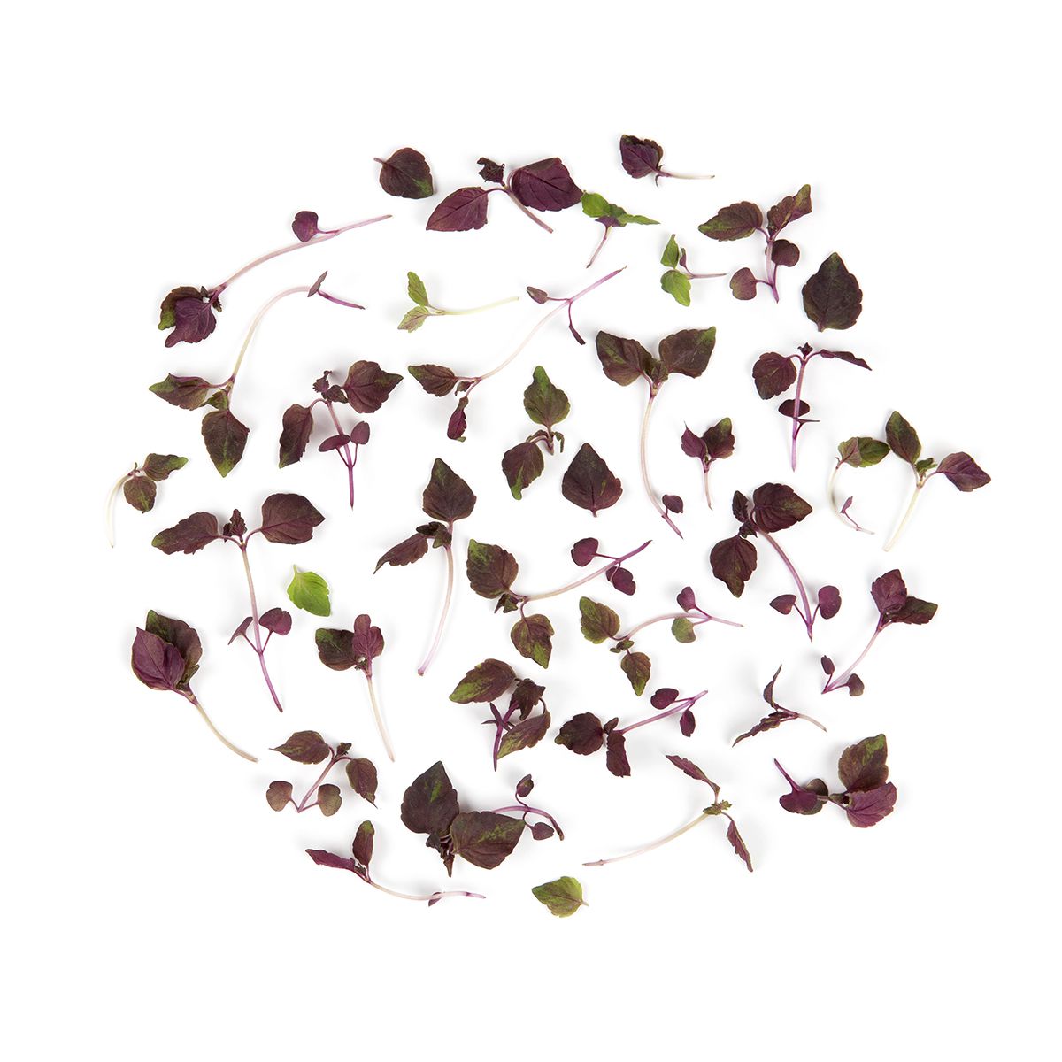 BoxNCase Micro Purple Shiso Leaves