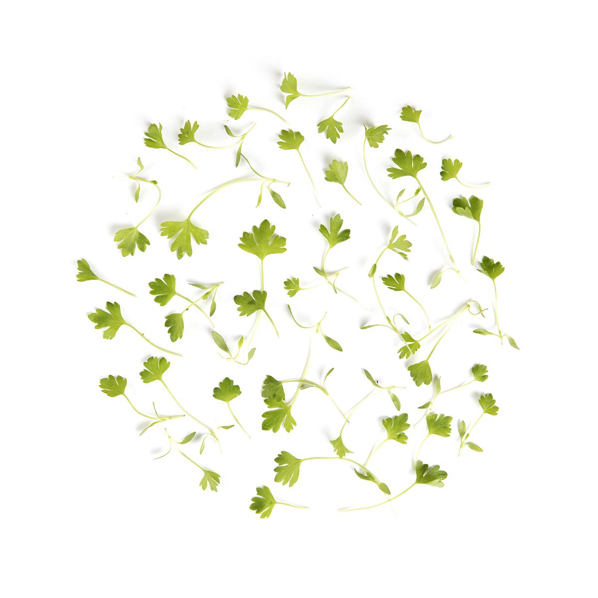 BoxNCase Micro Celery