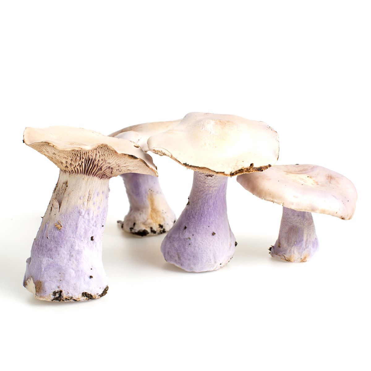 Wholesale BoxNCase Bluefoot Mushrooms- Bulk