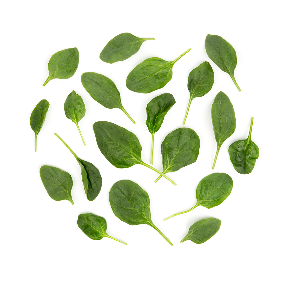 Wholesale BoxNCase Baby Spinach- Bulk