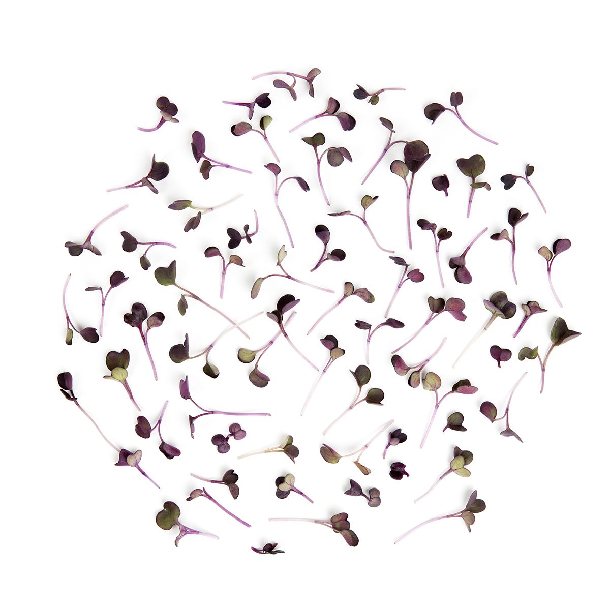 Wholesale Koppert Cress Micro Purple Daikon Radishes- Bulk