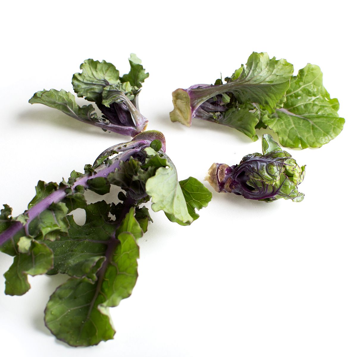 Wholesale Salad Savoy Lollipop Kale Sprouts- Bulk