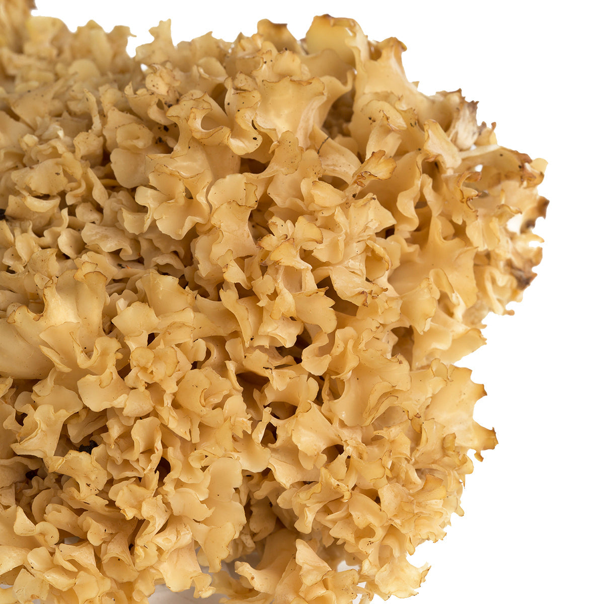 Wholesale BoxNCase Cauliflower Mushrooms- Bulk