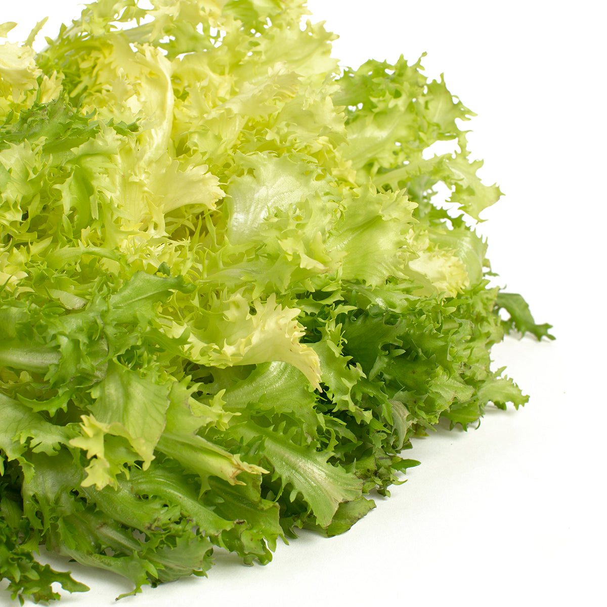 Wholesale BoxNCase Italian Style Frisee- Bulk