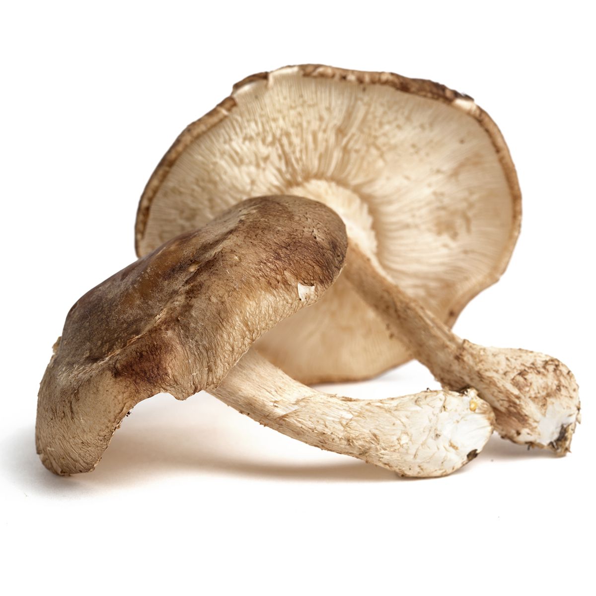 Wholesale BoxNCase Extra Large Shiitake Mushrooms- Bulk