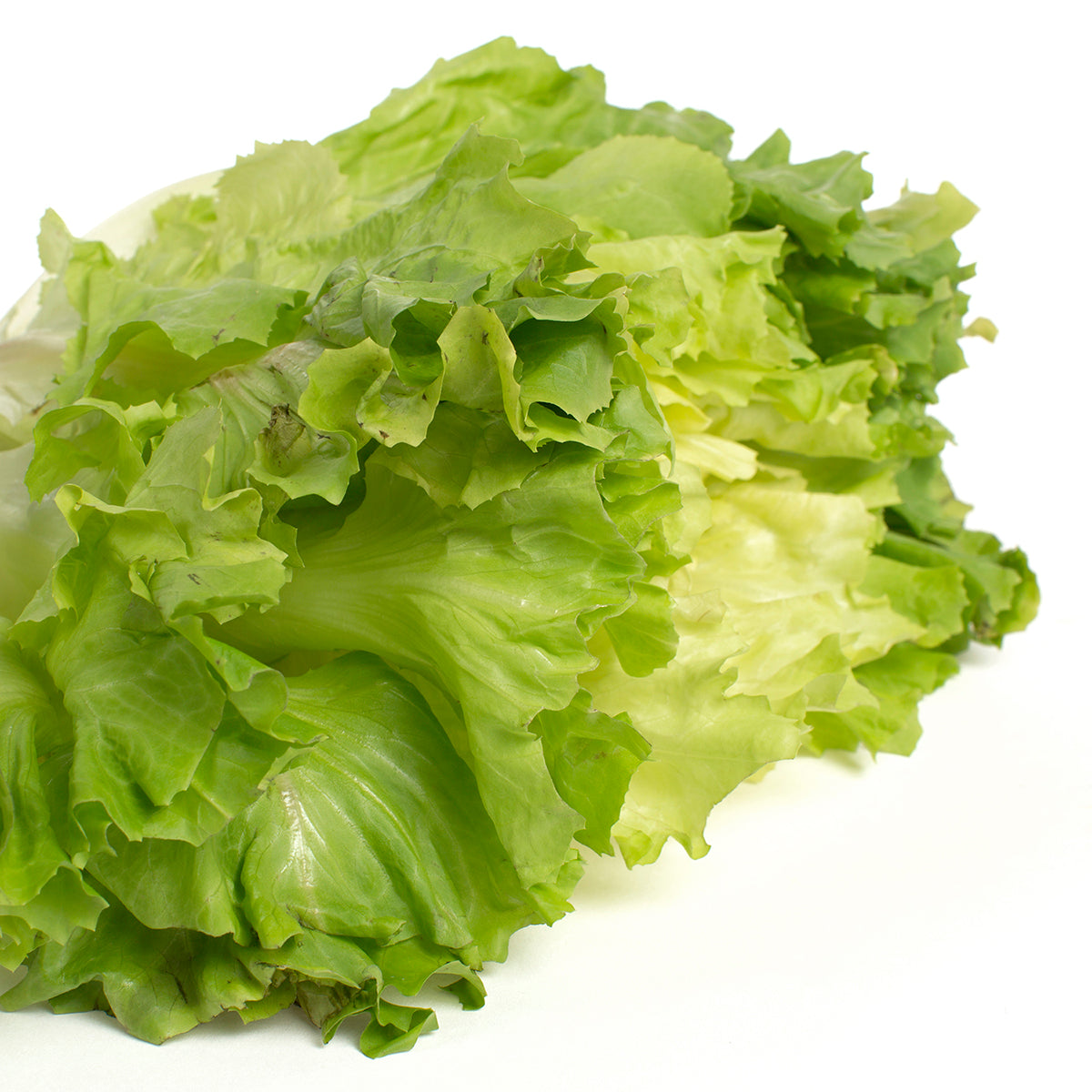 Wholesale BoxNCase Imported Italian Escarole- Bulk