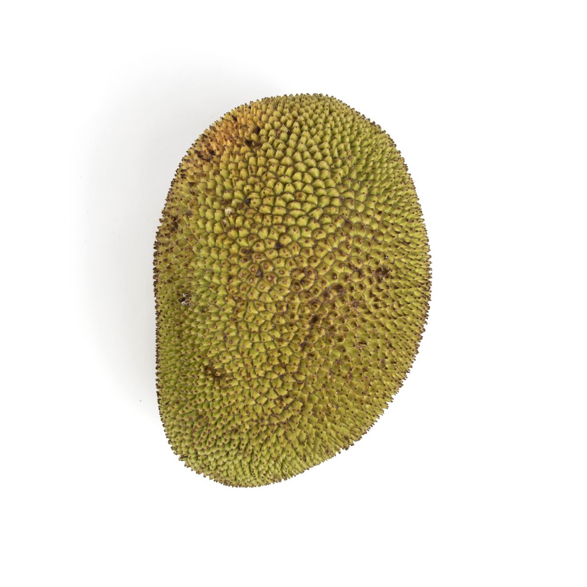 Wholesale BoxNCase Jackfruit- Bulk