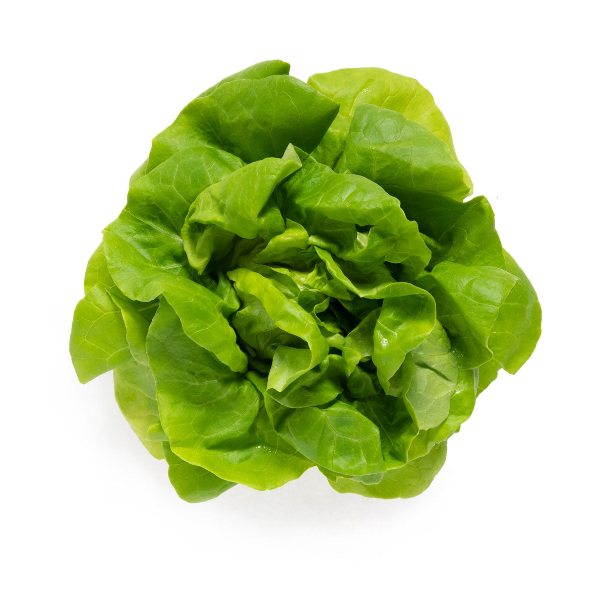 Wholesale BoxNCase Hydro Boston Lettuce- Bulk