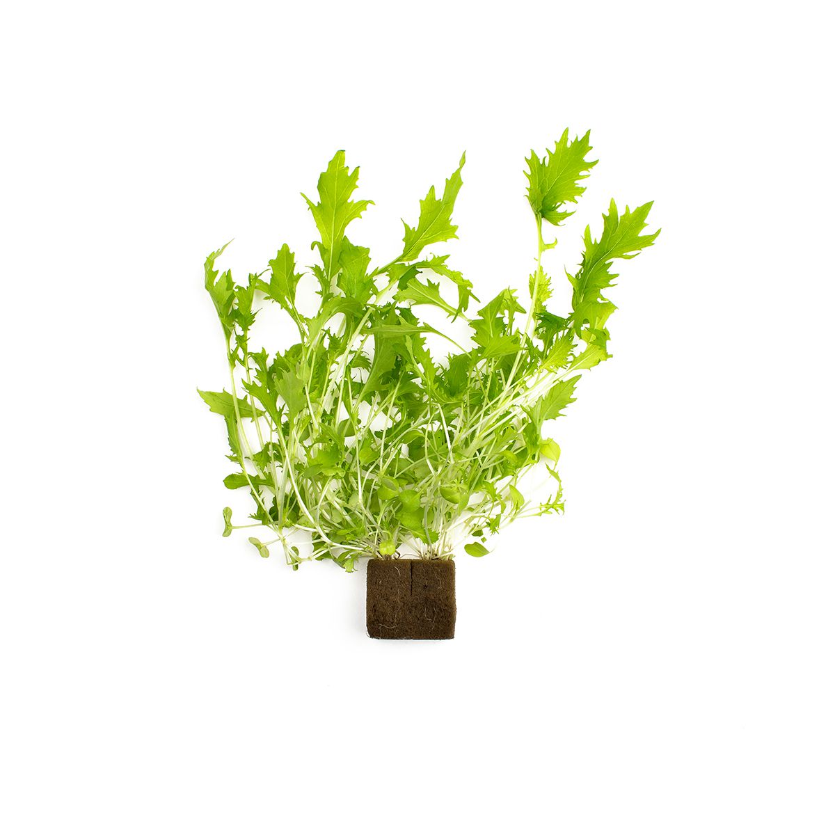 Wholesale Lakeville Living Baby Mizuna- Bulk