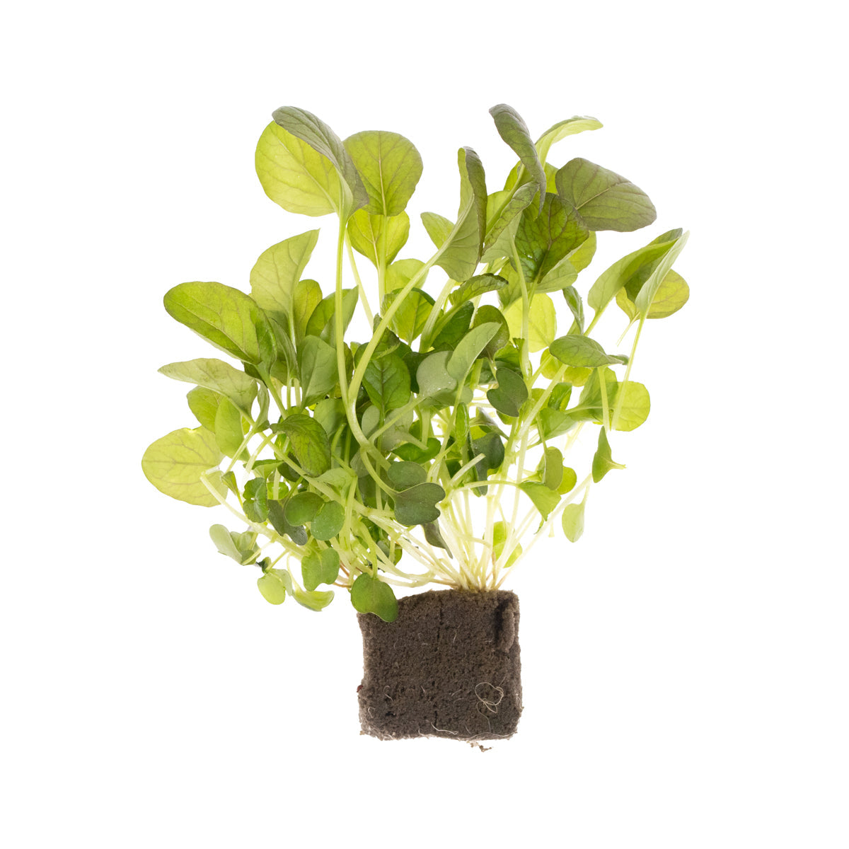 Wholesale Lakeville Living Red Tatsoi- Bulk