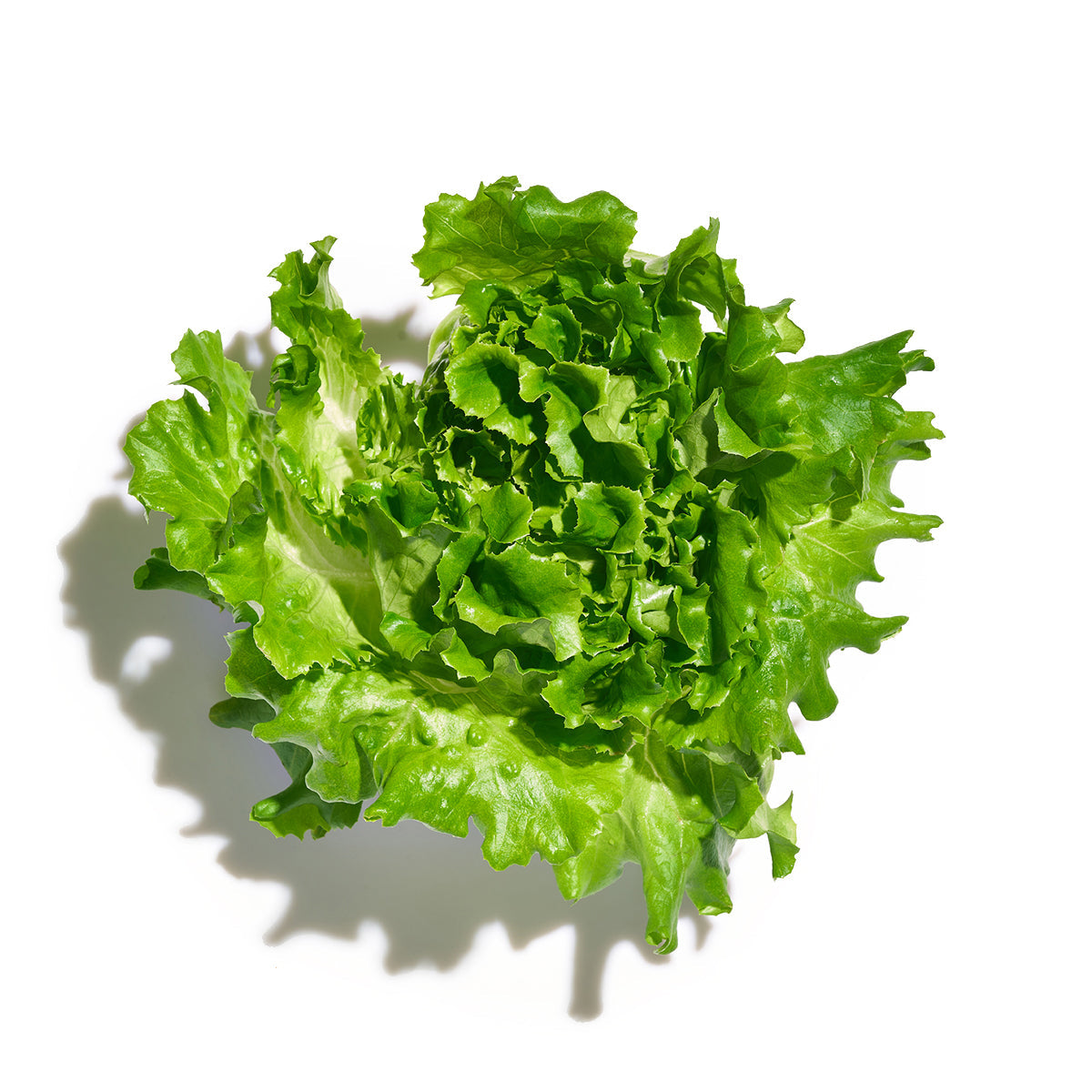 Wholesale Gotham Greens Brooklyn Crunch- Bulk