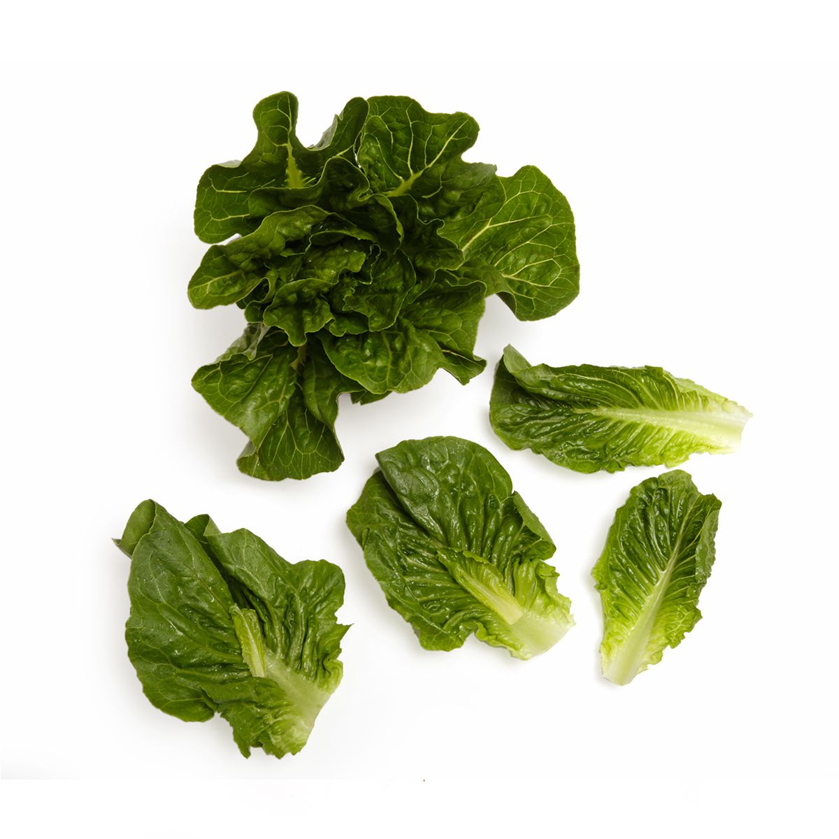 Wholesale BoxNCase Baby Green Romaine Lettuce- Bulk