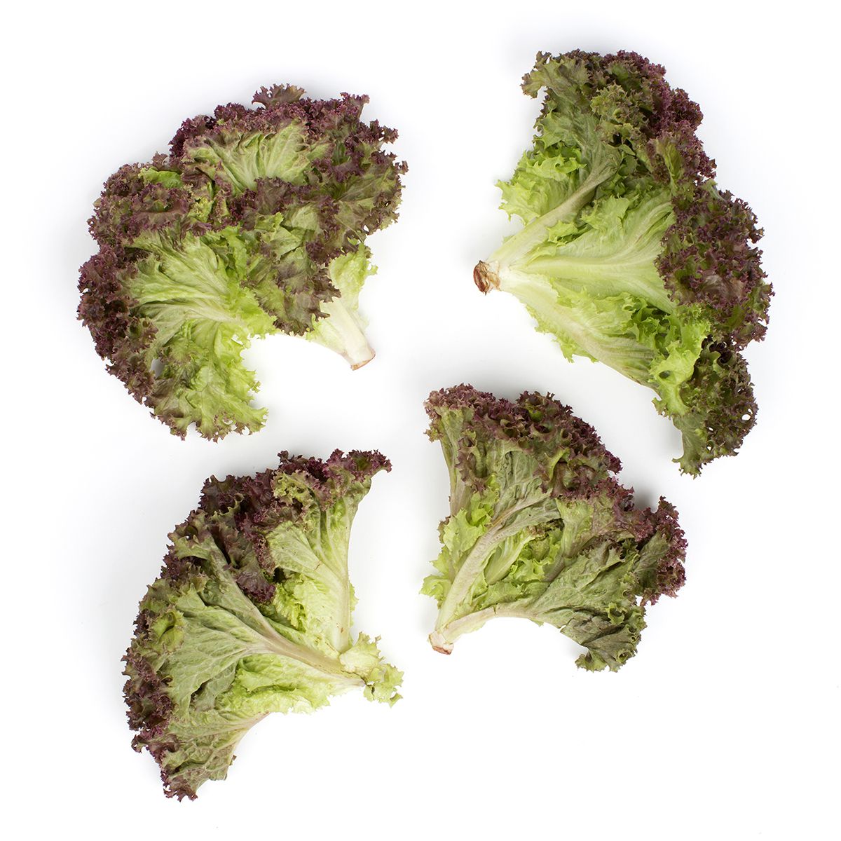 Wholesale BoxNCase Baby Lolla Rosa Lettuce- Bulk