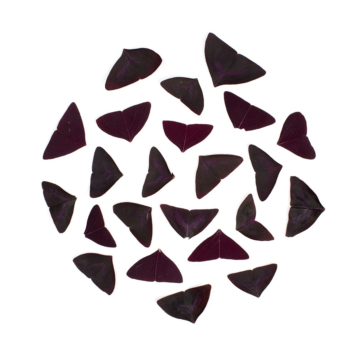 Wholesale Koppert Cress Yka/Butterfly Leaves- Bulk