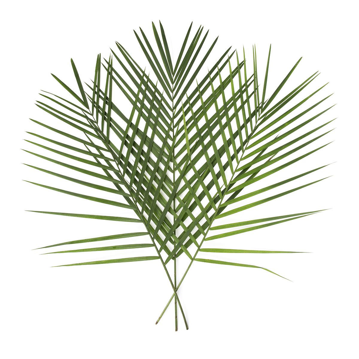 Wholesale BoxNCase Decorative Tee Pee Leaves- Bulk