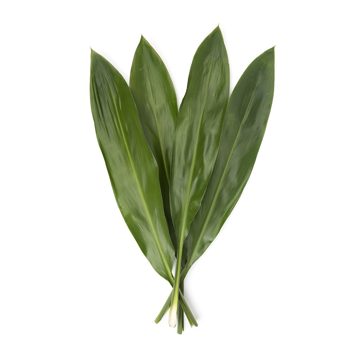 Wholesale BoxNCase Ti Leaves- Bulk