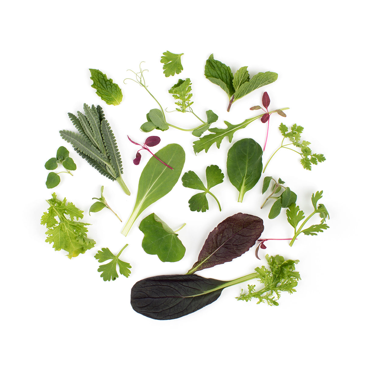 Wholesale Fresh Origins Petite Season's Mix- Bulk