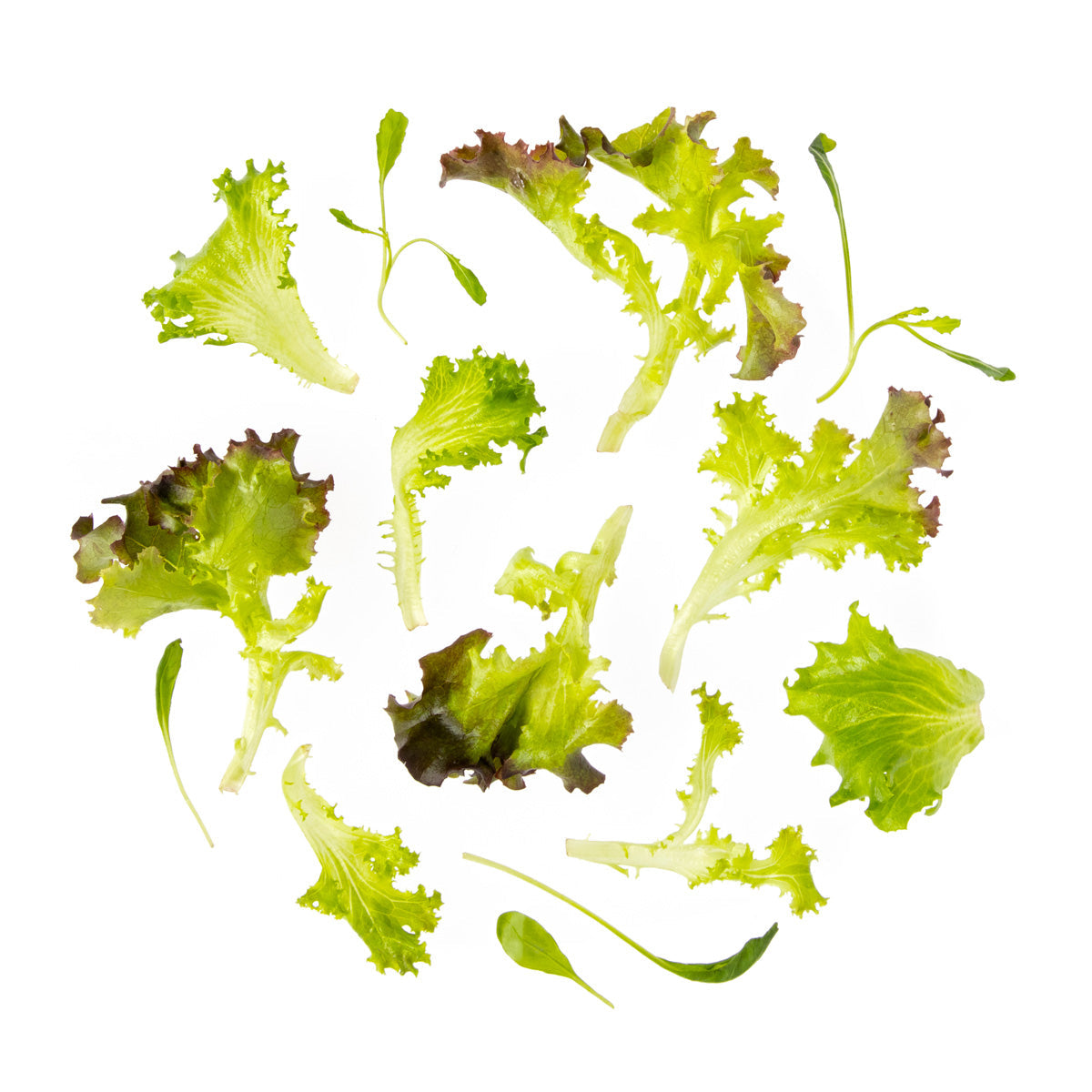 Wholesale Little Leaf Farms Mesclun Spring Mix- Bulk