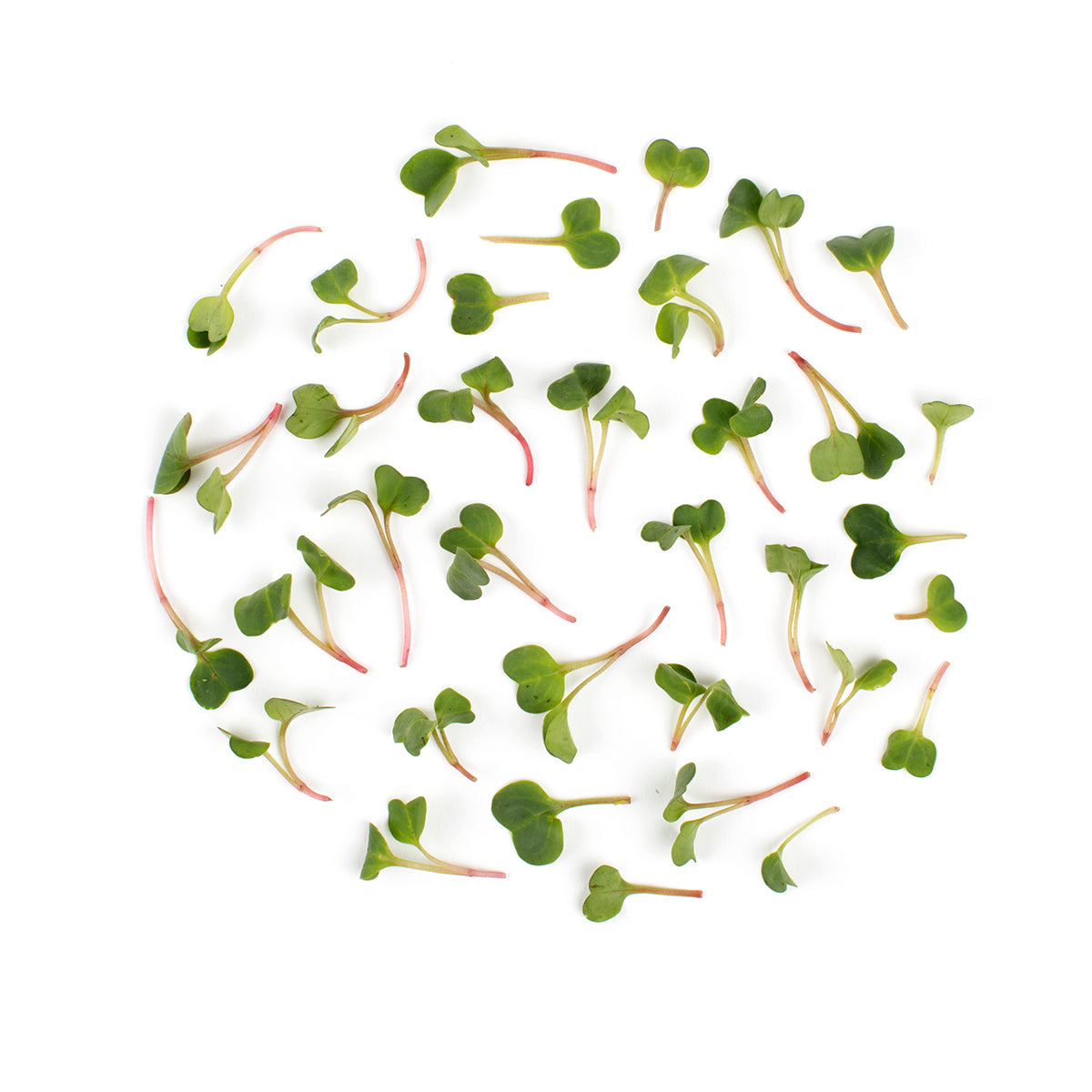 Wholesale Fresh Origins Micro Daikon Radishes- Bulk