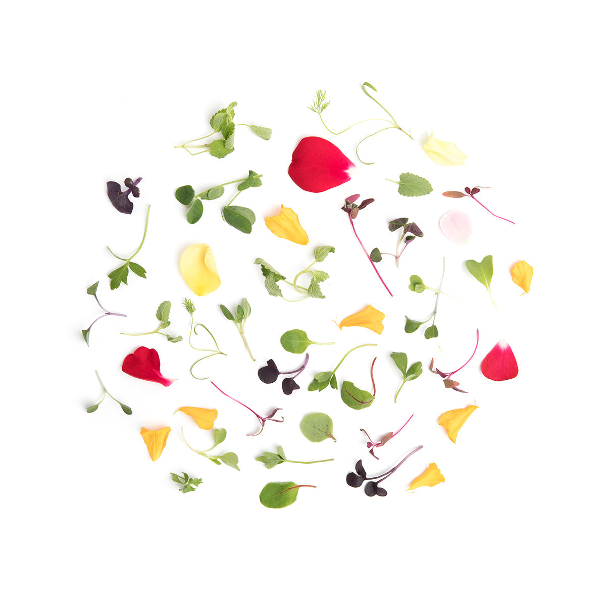 Wholesale Fresh Origins Micro Chef Blend- Bulk