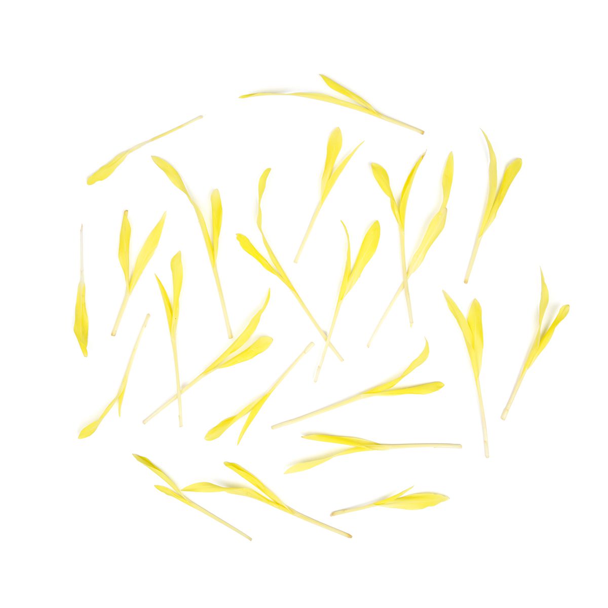 Wholesale BoxNCase Micro Popcorn Shoots-8 OZ Bulk