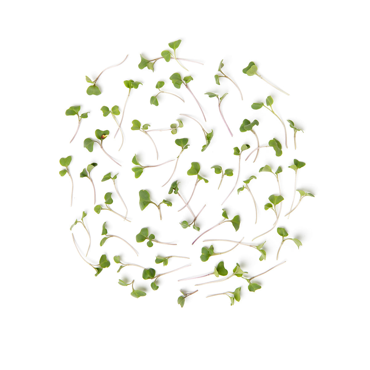 Koppert Cress Micro Broccoli