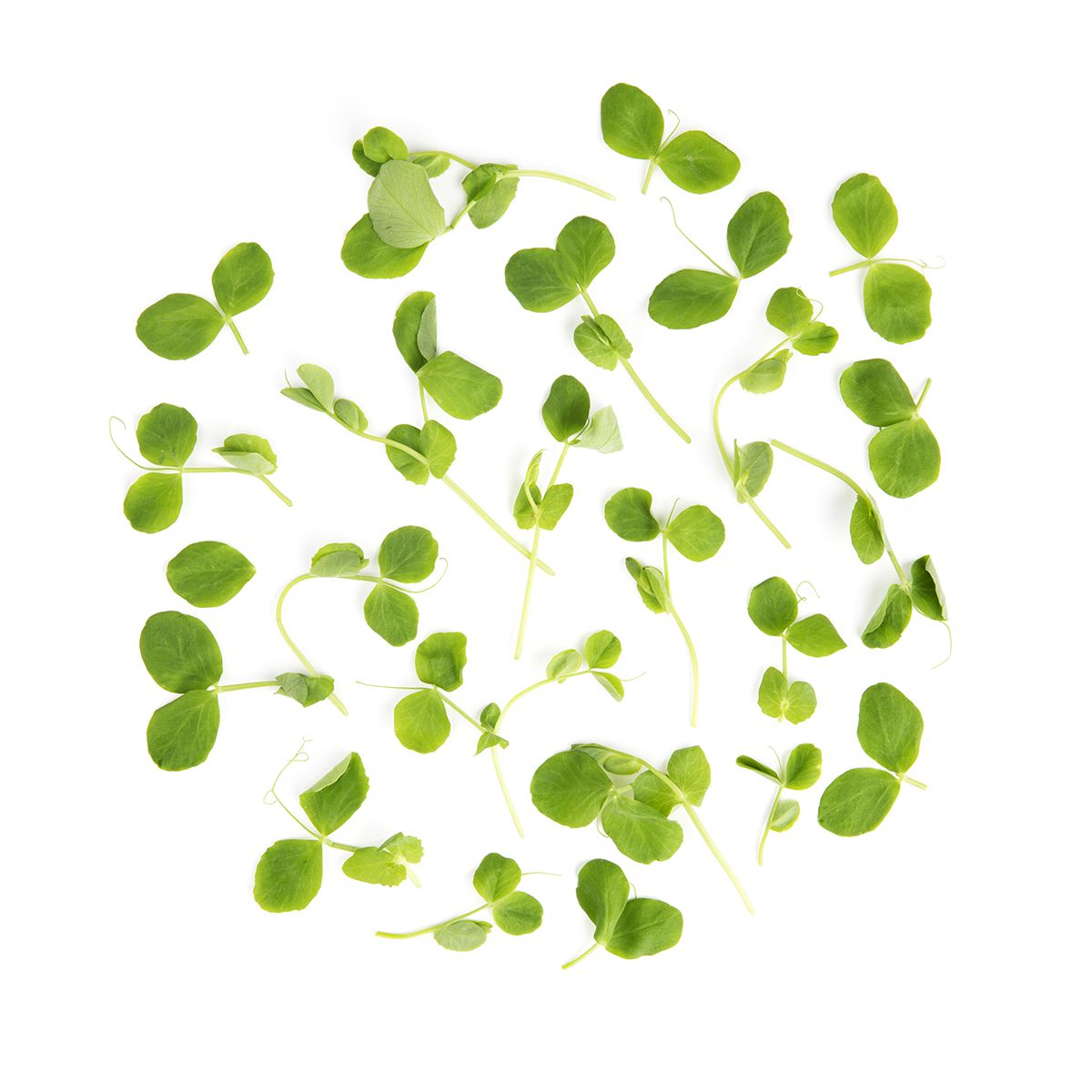 Wholesale Fresh Origins Micro Pea Greens-4 OZ Bulk