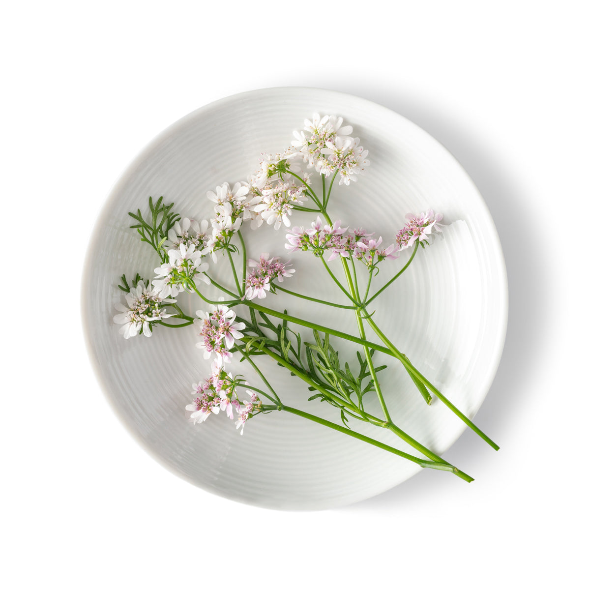 Wholesale Fresh Origins Cilantro Flowers- Bulk