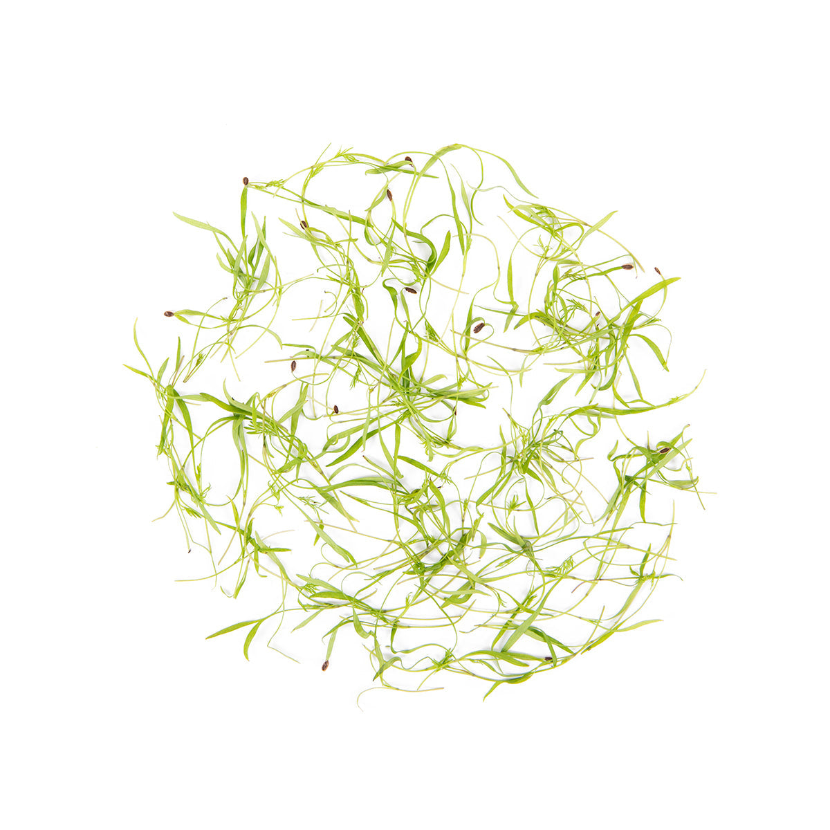 Fresh Origins Micro Dill